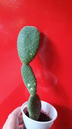 Cactus Opuntia zonder stekels 2, Huis en Inrichting, Kamerplanten, Ophalen of Verzenden, Minder dan 100 cm, In pot, Cactus