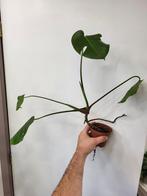 Monstera Deliciosa, Ophalen of Verzenden, Overige soorten, Minder dan 100 cm
