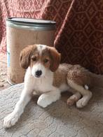 Lieve pup Costa, Dieren en Toebehoren, Honden | Niet-rashonden, Particulier, Rabiës (hondsdolheid), 15 weken tot 1 jaar, Reu