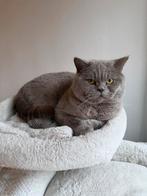 Dekkater Britse Korthaar lilac, 3 tot 5 jaar