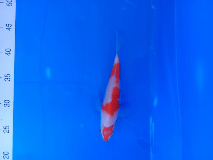 Te koop prachtige Kohaku 30 a 35 cm, Dieren en Toebehoren, Vissen | Vijvervissen, Karper of Koi