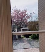 Japanse Sierkers - Prunus Serrulata, Overige soorten, Lente, 400 cm of meer, Ophalen