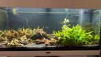 Juwel Rio 180 aquarium met led verlichting, Dieren en Toebehoren, Vissen | Aquaria en Toebehoren, Ophalen, Zo goed als nieuw, Gevuld zoetwateraquarium