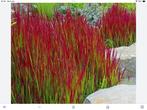 Japans bloedgras, imperata Red Baron, Tuin en Terras, Planten | Tuinplanten, Siergrassen, Ophalen