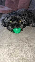 Shih Tzu pups, Dieren en Toebehoren, Honden | Chihuahua's en Gezelschapshonden, Overige rassen, 8 tot 15 weken, Parvo, Meerdere