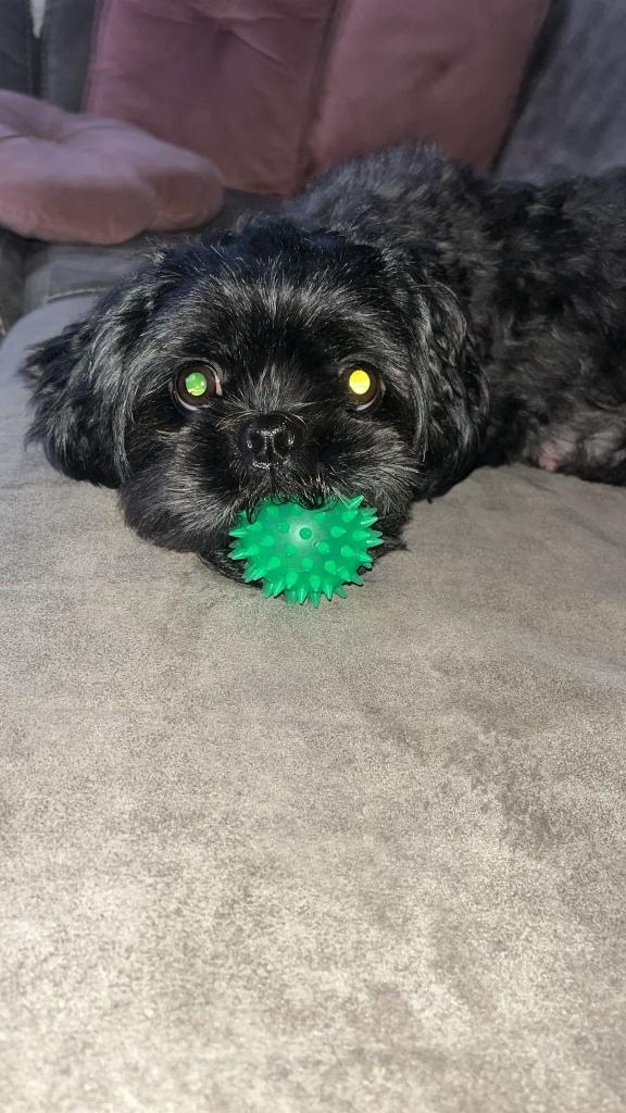 Shih Tzu pups, Dieren en Toebehoren, Honden | Chihuahua's en Gezelschapshonden, Meerdere dieren, Overige rassen, Particulier, Meerdere