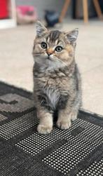 Britse Korthaar Kittens(1 Kater BESCHIKBAAR ZIE ADVERTENTIE), Dieren en Toebehoren, Katten en Kittens | Raskatten | Korthaar, Meerdere dieren