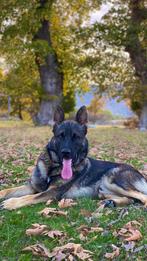 Duitse herder, Dieren en Toebehoren, Particulier, Rabiës (hondsdolheid), Reu, Buitenland