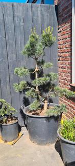 Pinus  parviflora negishi, Tuin en Terras, Planten | Bomen, Ophalen of Verzenden, Bloeit niet, Volle zon, Overige soorten