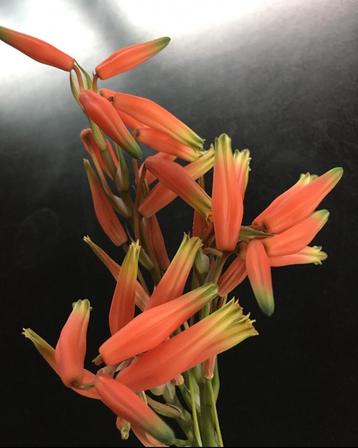 Bio Aloe hummus bloeiende oranje groene kamerplanten te koop beschikbaar voor biedingen