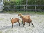 ram, Dieren en Toebehoren, Schapen, Geiten en Varkens, Mannelijk, Schaap, 0 tot 2 jaar