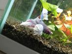 Paarse betta, Dieren en Toebehoren, Vissen | Aquariumvissen, Vis