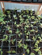 Verschillende Japanse esdoorn Acer palmatum zaailingen bomen, Bloeit niet, Halfschaduw, Minder dan 100 cm, Overige soorten