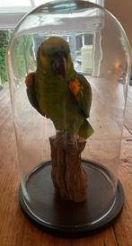 Opgezette Amazone papegaai, Verzamelen, Dierenverzamelingen, Opgezet dier, Vogel, Zo goed als nieuw, Ophalen