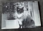 Schattige Siamese kat - zwart wit afbeelding, Verzenden, 1980 tot heden, Ongelopen, Hond of Kat