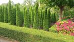 Te koop Thuja Smaragd, Ophalen, Conifeer, 250 cm of meer