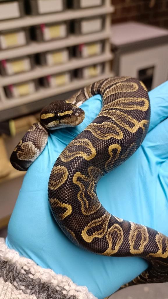 0.1 Koningspython - Ballpython - Python Regius, Dieren en Toebehoren, Reptielen en Amfibieën, Slang, 0 tot 2 jaar