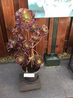 Plant, Tuin en Terras, Ophalen, Zomer, Volle zon