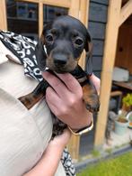 Kortharige Black and Tan dwerg teckel pups (nog 1 Reu over, 8 tot 15 weken, Korthaar, HCC (leverziekte), Dwerg