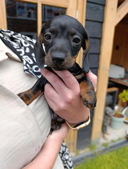 Kortharige Black and Tan dwerg teckel pups (nog 1 Reu over, Dieren en Toebehoren, Honden | Teckels en Dashonden, Meerdere dieren