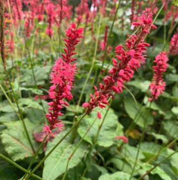 Stekken van de duizenknoop / Persicaria amplexicaulis beschikbaar voor biedingen