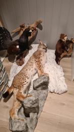 Lynx taxidermie te koop, Verzamelen, Overige Verzamelen, Gebruikt, Ophalen of Verzenden