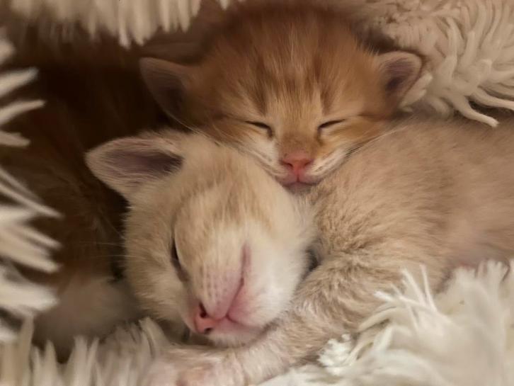Te schattige, lieve, mooie kittens, Dieren en Toebehoren, Katten en Kittens | Overige Katten, Meerdere dieren