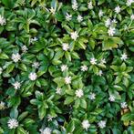 Pachysandra - Dikkemanskruid, Tuin en Terras, Planten | Tuinplanten, Ophalen