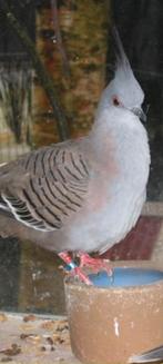 Koppel Australische kuifduiven, Dieren en Toebehoren, Vogels | Duiven, Meerdere dieren, Overige soorten