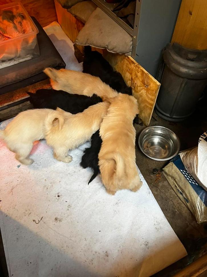 Lieve Chow Chow – Labradoodle pups, Dieren en Toebehoren, Honden | Niet-rashonden, Middel, Meerdere dieren, Particulier, Meerdere