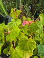 Begonia grandis ssp evansiana, Ophalen, Zomer, Overige soorten, Volle zon