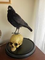Prachtige opgezette kraai op schedel Taxidermie, Ophalen, Gebruikt, Vogel, Opgezet dier