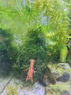 cpo kreeftjes fel van kleur, Dieren en Toebehoren, Vissen | Aquariumvissen, Kreeft, Krab of Garnaal, Zoetwatervis