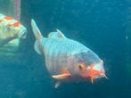 Koi asagi kweker Yagenji, Dieren en Toebehoren, Karper of Koi