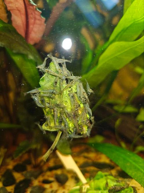 Neocaridina wildkleur garnalen ~1,5cm, Dieren en Toebehoren, Vissen | Aquariumvissen, Zoetwatervis, Kreeft, Krab of Garnaal, Schoolvis