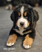 Lieve, mooie berner sennen pups, Dieren en Toebehoren, Reu, CDV (hondenziekte), Meerdere, Nederland