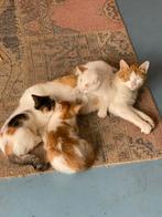 Kittens geboren op 31-5-2025, Dieren en Toebehoren, Katten en Kittens | Overige Katten, Meerdere dieren, Kortharig, 0 tot 2 jaar