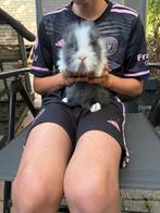 Lieve kleine handtamme konijntjes te koop, Dieren en Toebehoren, Konijnen, Meerdere dieren, Hangoor, 0 tot 2 jaar