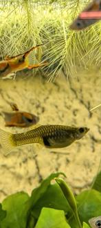 Mooie endler guppen, Dieren en Toebehoren, Vis