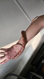 Pantherophis Guttatus rattenslang,  man 2,5 jaar oud, Dieren en Toebehoren, Slang, 3 tot 6 jaar
