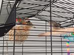 Vogelkooi met 3 zebravinkjes, Dieren en Toebehoren, Vogels | Overige Vogels, Mannelijk, Tropenvogel