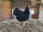 Wyandotte krielen zwart, Dieren en Toebehoren, Pluimvee, Meerdere dieren, Kip