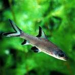 Haaivin barbeel 8.10 per stuk, Vis, Zoetwatervis, Schoolvis