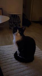 Gezocht: Speelmaatje voor onze poes, Poes