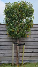 Sierpeer 5 jaar oud, Ophalen, Volle zon, Overige soorten, 100 tot 250 cm