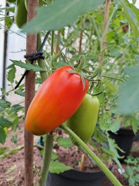 Zaden tomaat zyska, Tuin en Terras, Bloembollen en Zaden, Volle zon, Verzenden