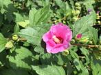 Altheastruik,  Hibiscus syriacus, Halfschaduw, Minder dan 100 cm, Zomer, Overige soorten