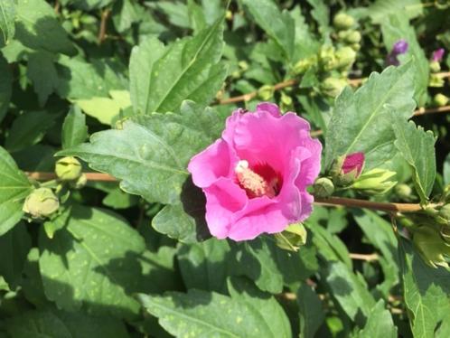 Altheastruik,  Hibiscus syriacus, Tuin en Terras, Planten | Bomen, Overige soorten, Minder dan 100 cm, Halfschaduw, Zomer, Ophalen of Verzenden