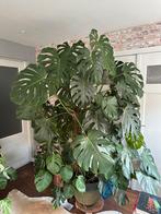 Zeer grote monstera in pot, gatenplant, Huis en Inrichting, Ophalen, Overige soorten, In pot, Minder dan 100 cm