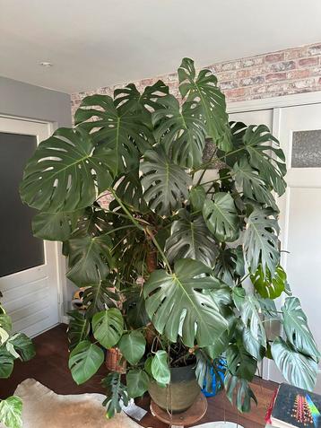 Zeer grote monstera in pot, gatenplant beschikbaar voor biedingen